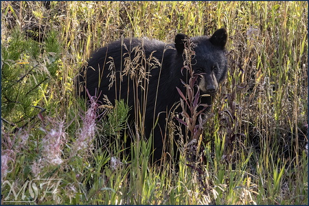 Black Bear Cub
