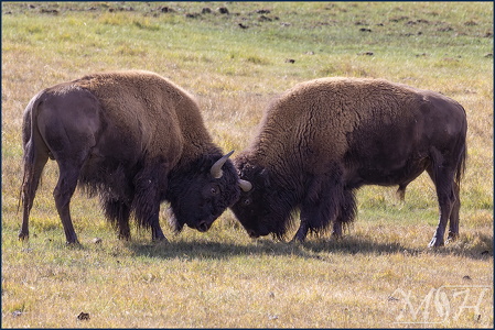 Bison Fighting