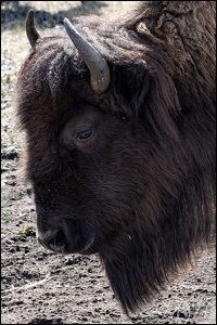 Bison Portrait