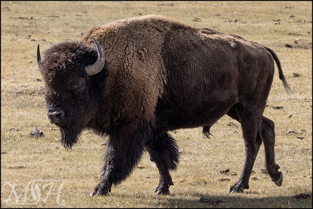 Bison Strolling