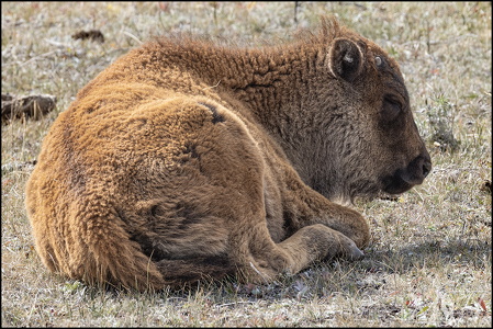 Bison Calf
