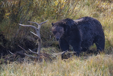 Grizzly Dining on Elk