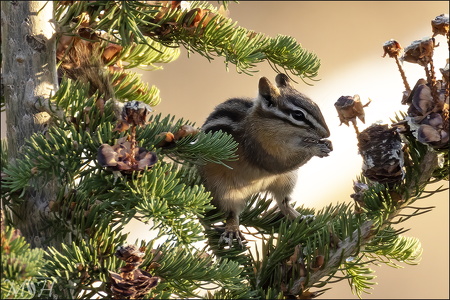 Chipmonk dining in the Pines