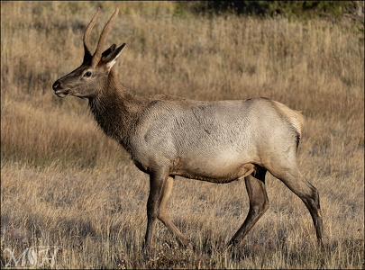 Rocky Moutain Elk