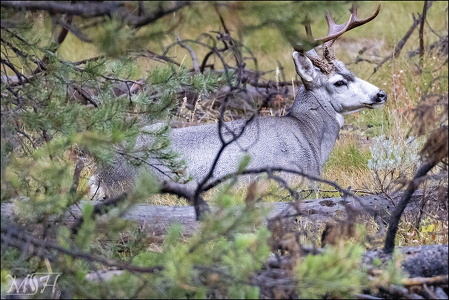 Mule Deer