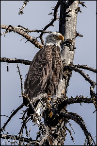 Bald Eagle