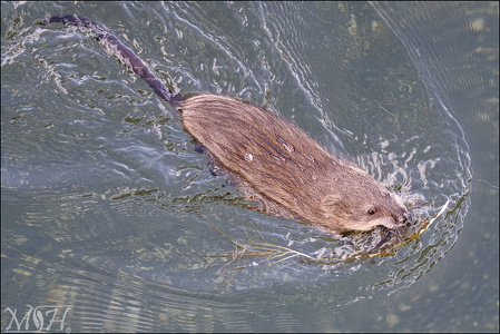 Muskrat