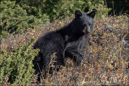 Black Bear Kickin Back