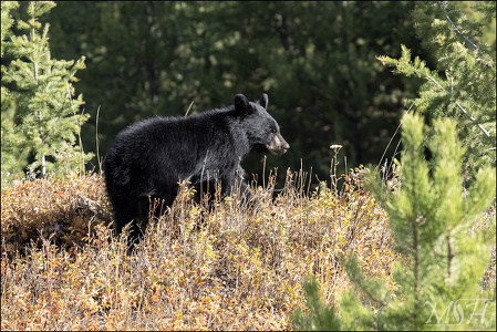 Black Bear Hillside