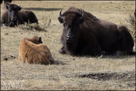 Bison Tan Calf with Mom