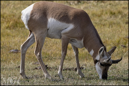 Pronghorn Grazing