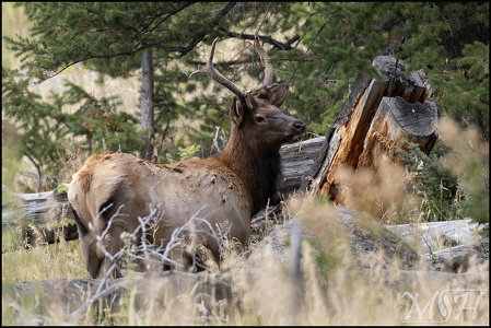 Juvenile Elk