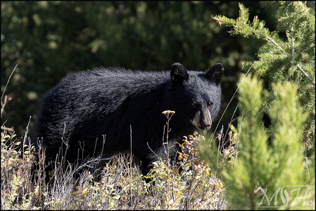 MHR57608 Black Bear-are you looking at me
