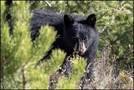 Black Bear peeking from the pines