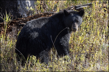 Ear Ring Black Bear