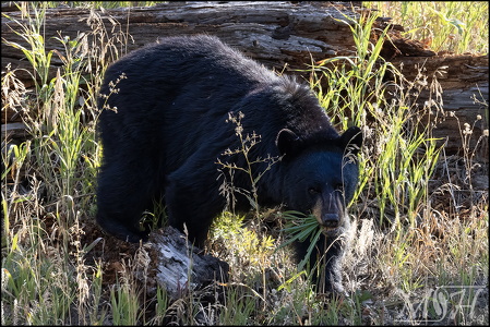 Black Bear munching grass