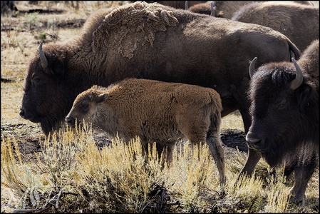 Bison and Tan Calf