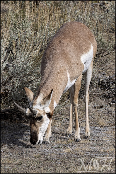 MHR58265_Pronghorn Eating.jpg
