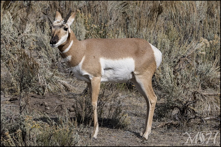 Pronghorn