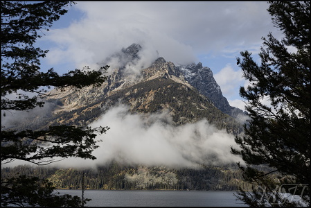 Moutain through the pines