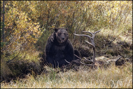 Grizzly - Do I look fat?