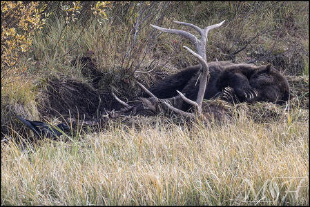 Grizzly - Raven, can I sneak in while its sleeping