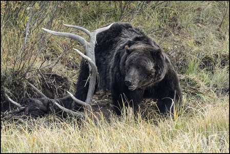 Grizzly just heard something