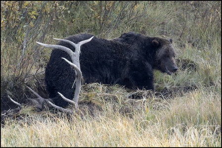 Grizzly Standing Watch