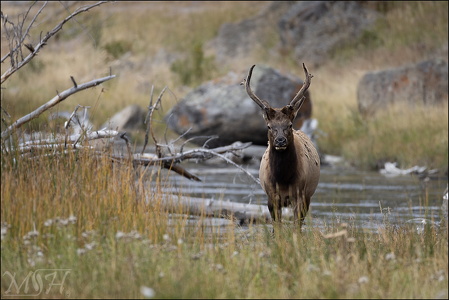 Juvenile Bull Elk on the River