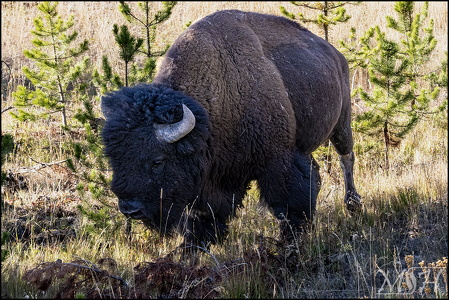 Bison in the Pines
