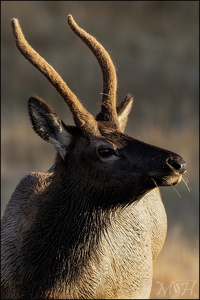 Rocky Mountain Elk Portrait