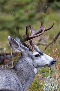 Mule Deer Portrait