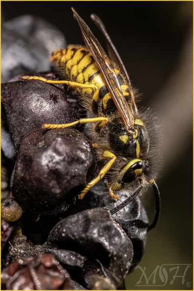 59873_Grapes of Wasp.jpg