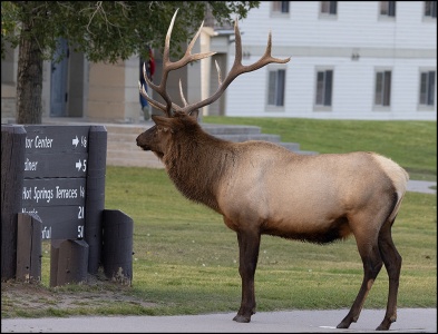Vistor Center Elk