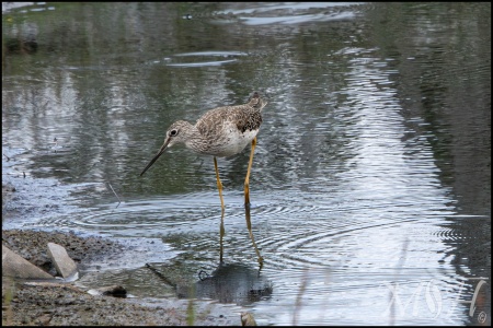 Lesser Yellowlegs (Tringa flavipes)