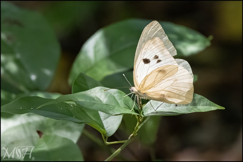 Great Southern White (Ascia monuste).jpg