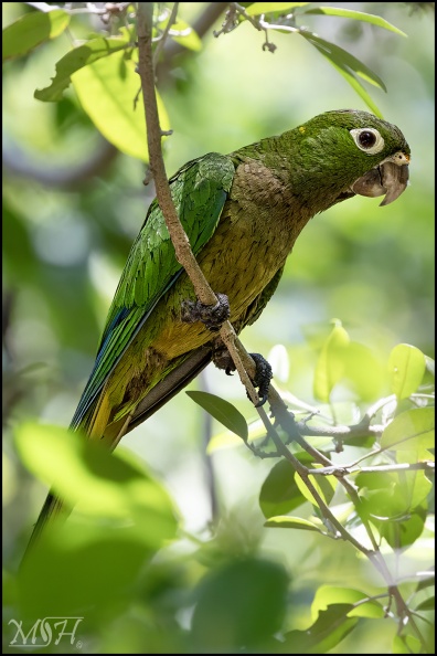 60658 - Perched Olive Throated Parakeet.jpg