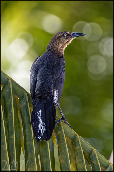 60761 - Great-tailed Grackle (Quiscalus mexicanus).jpg