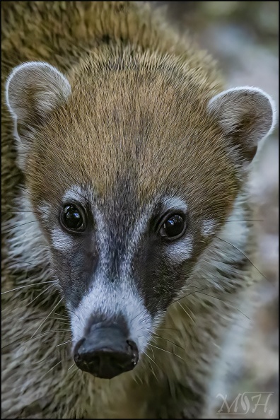 60849 - Portrait White Nosed Coati - Nasua Narica.jpg
