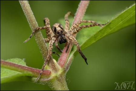 Poser Wolf Spider
