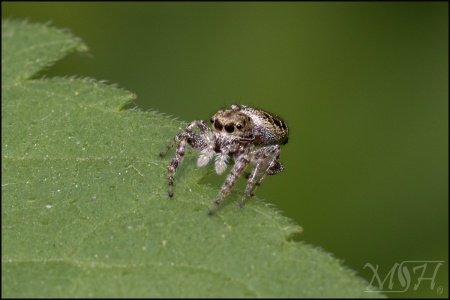 Jumping Spider