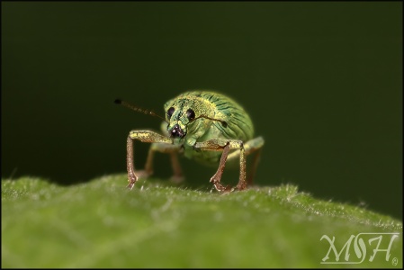 Shimmering Green Weevil