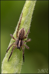 Wolf Spider