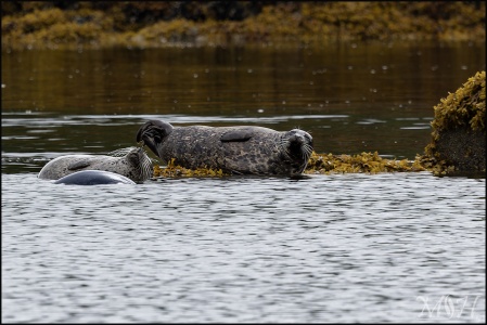 Harbor Seal