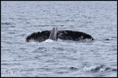Humpback Whale Tail