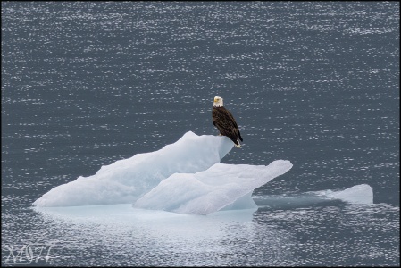 Bald Eagle Iceberg