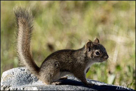 Douglas Squirrel