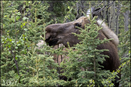 Moose