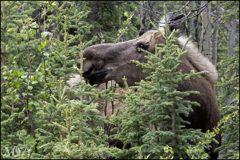 55945 Moose.jpg