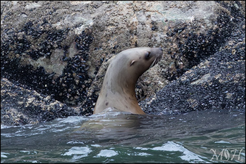 55113 Sea Lion.jpg